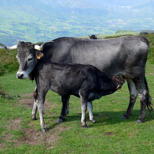 vacas-tudancas-turismo-sostenible-alternative-ways